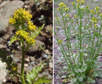 Barbarea orthoceras