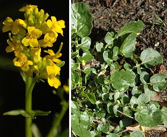 Barbarea vulgaris