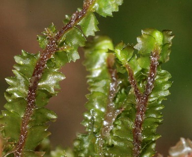 Barbilophozia barbata