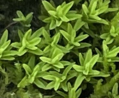 Barbula indica