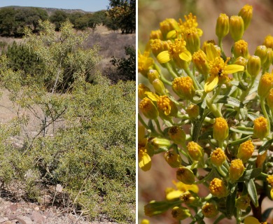 Barkleyanthus salicifolius