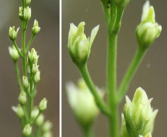 Bartonia paniculata