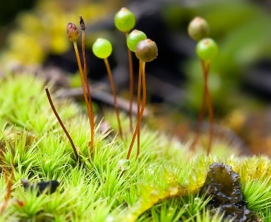 Bartramia stricta