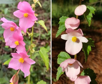 Begonia gracilis