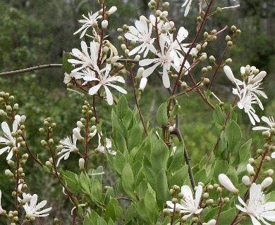 Bejaria racemosa