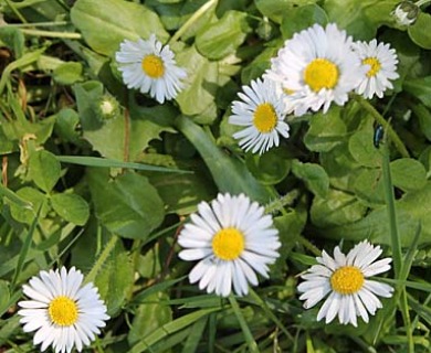 Bellis perennis