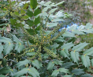 Berberis bealei