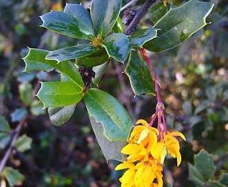 Berberis darwinii