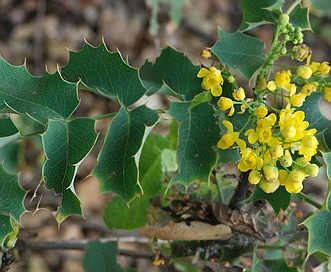 Berberis dictyota