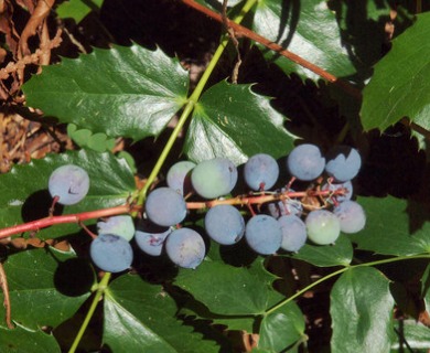 Berberis nervosa