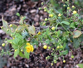 Berberis nevinii