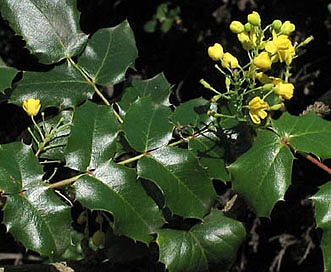 Berberis pinnata