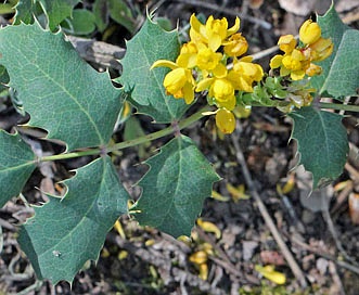 Berberis repens