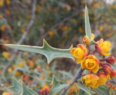 Berberis trifoliolata