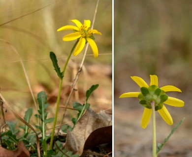 Berlandiera subacaulis