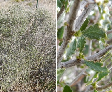 Bernardia obovata