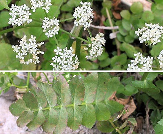 Berula erecta