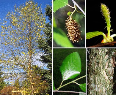 Betula nigra