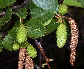 Betula occidentalis