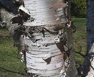 Betula papyrifera