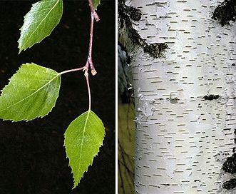 Betula pendula