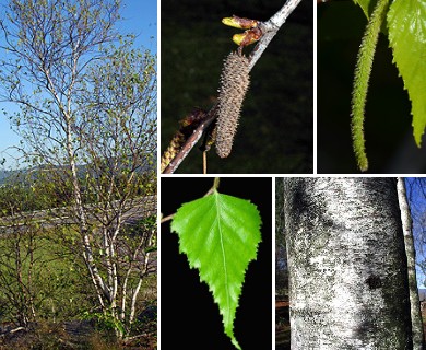 Betula populifolia