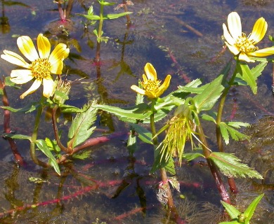 Bidens beckii