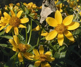 Bidens cernua