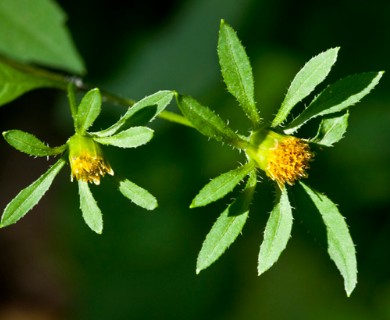 Bidens frondosa