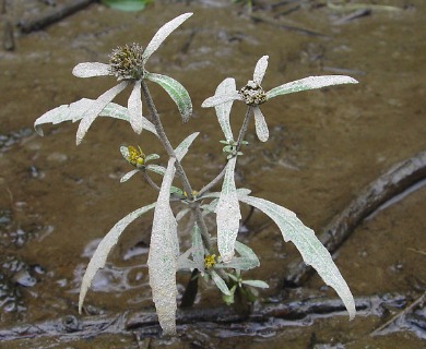 Bidens hyperborea