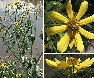 Bidens laevis