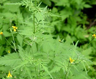 Bidens leptocephala