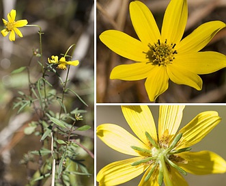 Bidens mitis