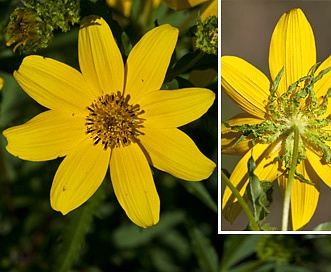 Bidens polylepis