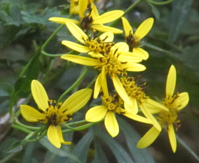 Bidens squarrosa