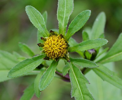 Bidens tripartita