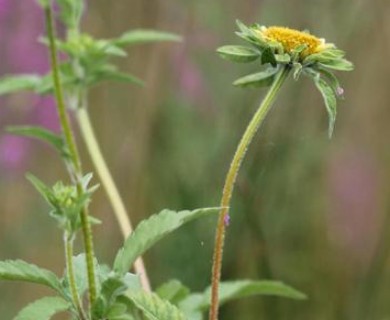 Bidens vulgata