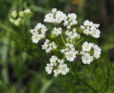 Bifora americana