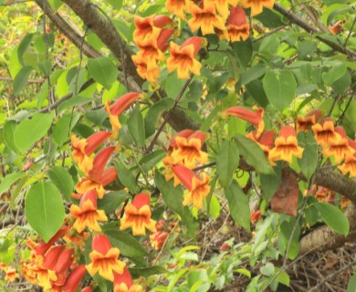 Bignonia capreolata