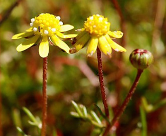 Blennosperma nanum