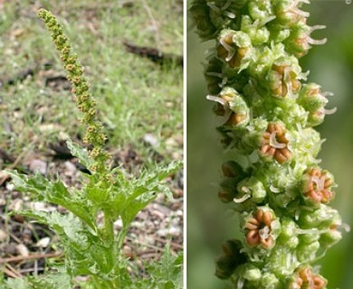 Blitum californicum