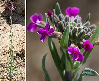 Boechera californica