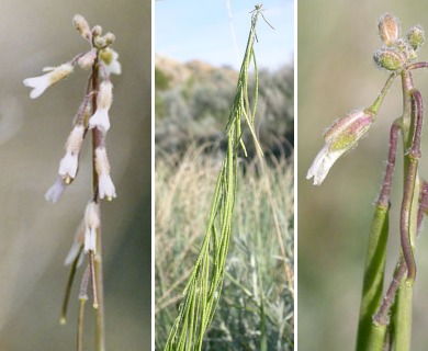 Boechera collinsii