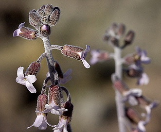 Boechera glaucovalvula