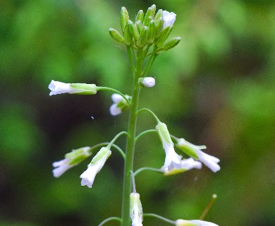 Boechera grahamii