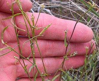 Boechera lignifera