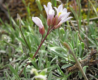 Boechera microphylla