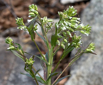 Boechera missouriensis