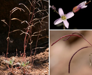 Boechera pallidifolia