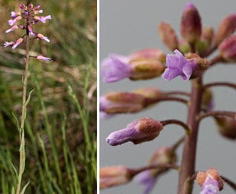 Boechera pauciflora